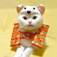Illustration for article titled The Wonderful World of Cat Cosplay